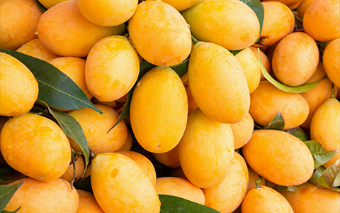 fresh-ripe-marian-plum-mayongchid-maprang-plum-mango-tropical-thai-fruit